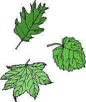 fall leaves